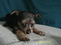 Emma, a female Pomeranian and Yorkshire Terrier for sale in Anderson, SC – 4 of 10