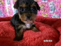 Lynda, a female Yorkshire Terrier for sale in Anderson, SC – Photo 8 of 10