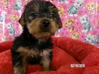 Lynda, a female Yorkshire Terrier for sale in Anderson, SC – Photo 1 of 10