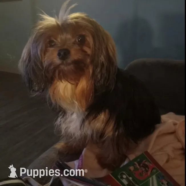 Lynda, a female Yorkshire Terrier for sale in Anderson, SC – Photo 9 of 10