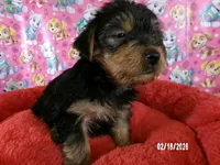 Lynda, a female Yorkshire Terrier for sale in Anderson, SC – Photo 5 of 10