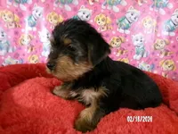 Lynda, a female Yorkshire Terrier for sale in Anderson, SC – Photo 3 of 10