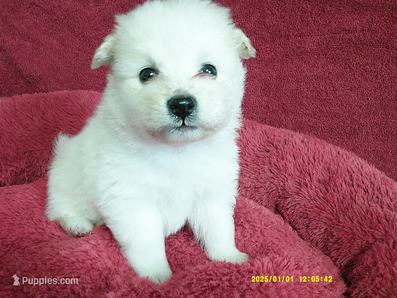 Robert – Pomeranian puppy for sale in Anderson, SC