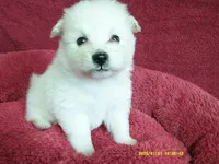 Robert, a male Pomeranian for sale in Anderson, SC – 1 of 5