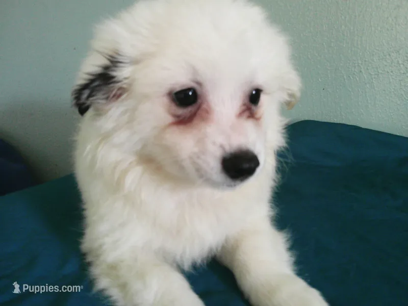 D-Yellow – American Eskimo puppy for sale in Anderson, SC
