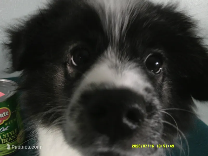 Dylan – Pomeranian puppy on hold in Anderson, SC