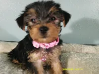Scarlett-PINK, a female Yorkshire Terrier for sale in Anderson, SC – 4 of 8