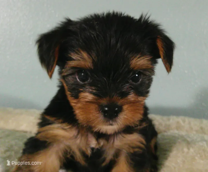 Levi – Yorkshire Terrier puppy for sale in Anderson, SC