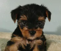 Levi, a male Yorkshire Terrier for sale in Anderson, SC – 1 of 2