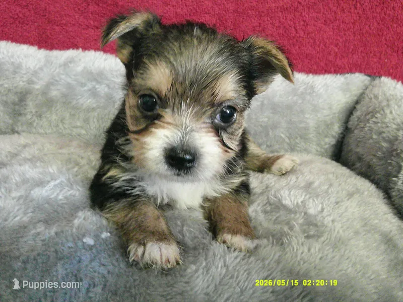 Liam – Pomeranian, Yorkshire Terrier puppy for sale in Anderson, SC