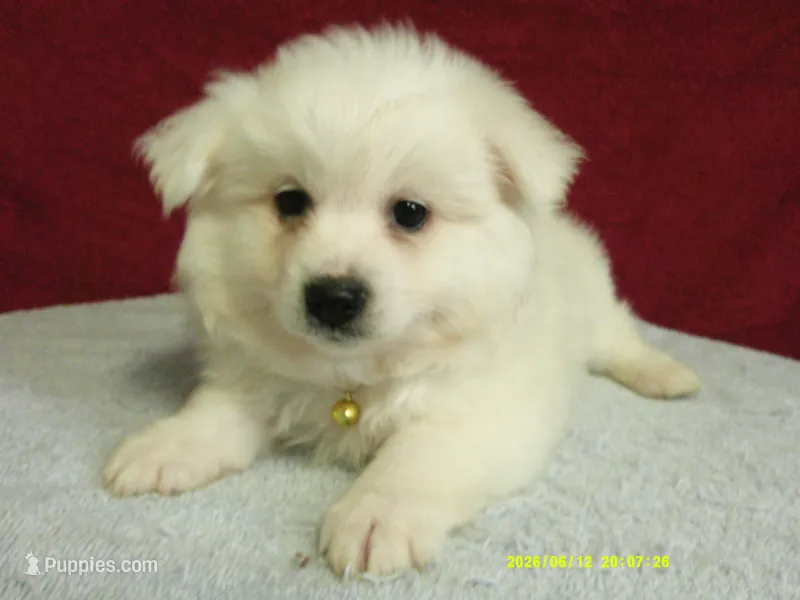 S-Yellow – American Eskimo puppy for sale in Anderson, SC