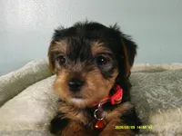 Maverick-Orange, a male Yorkshire Terrier for sale in Anderson, SC – 3 of 8