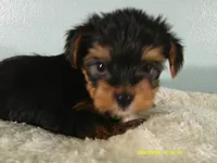 Levi-Green, a male Yorkshire Terrier for sale in Anderson, SC – 5 of 8