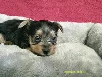 Olivia, a female Pomeranian and Yorkshire Terrier for sale in Anderson, SC – 7 of 10