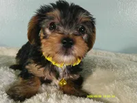 Sunshine-Yellow, a female Yorkshire Terrier for sale in Anderson, SC – 3 of 8