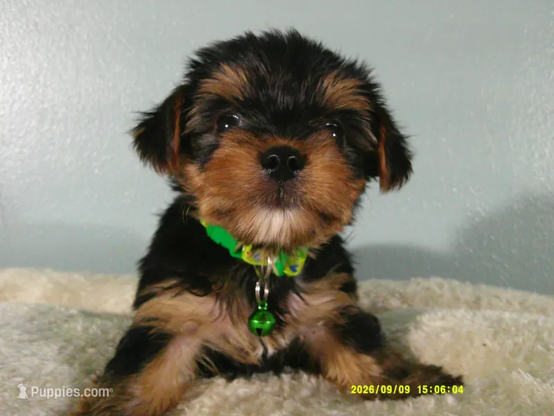 Levi-Green – Yorkshire Terrier puppy for sale in Anderson, SC