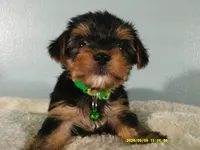 Levi-Green, a male Yorkshire Terrier for sale in Anderson, SC – 1 of 8