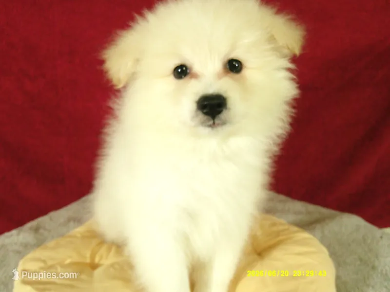 Robert – Pomeranian puppy for sale in Anderson, SC