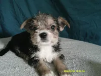 Liam, a male Pomeranian and Yorkshire Terrier for sale in Anderson, SC – 2 of 10
