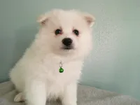 PS-Green, a male American Eskimo for sale in Anderson, SC – 3 of 5
