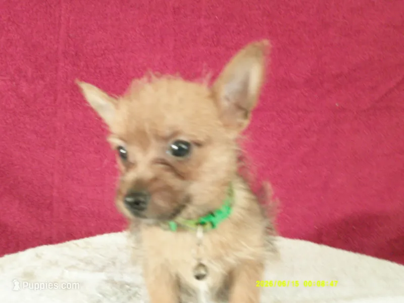 Noah GREEN – Pomeranian, Yorkshire Terrier puppy for sale in Anderson, SC