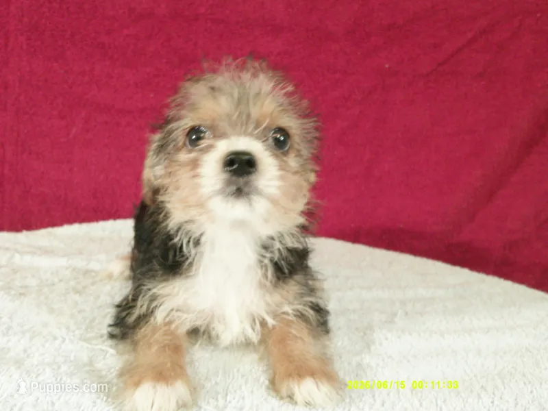 Liam BLACK – Pomeranian, Yorkshire Terrier puppy for sale in Anderson, SC