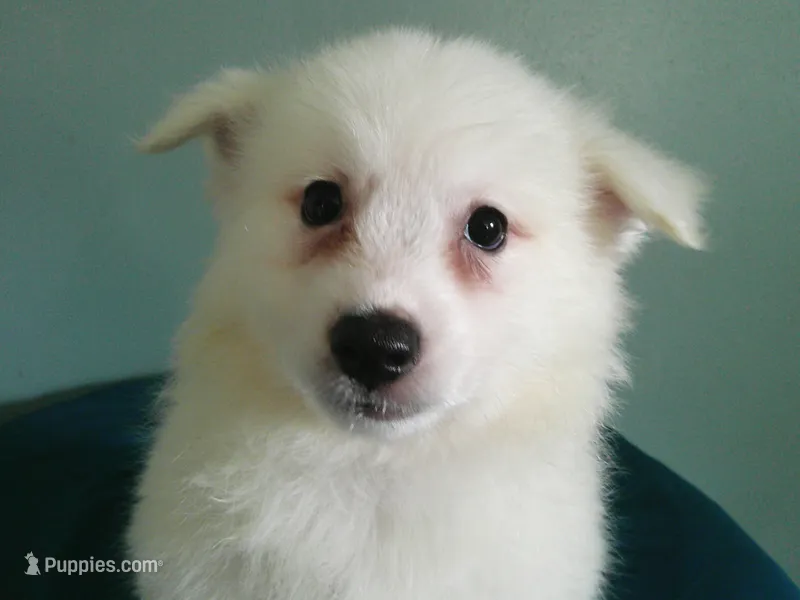 Blue- L – American Eskimo puppy for sale in Anderson, SC