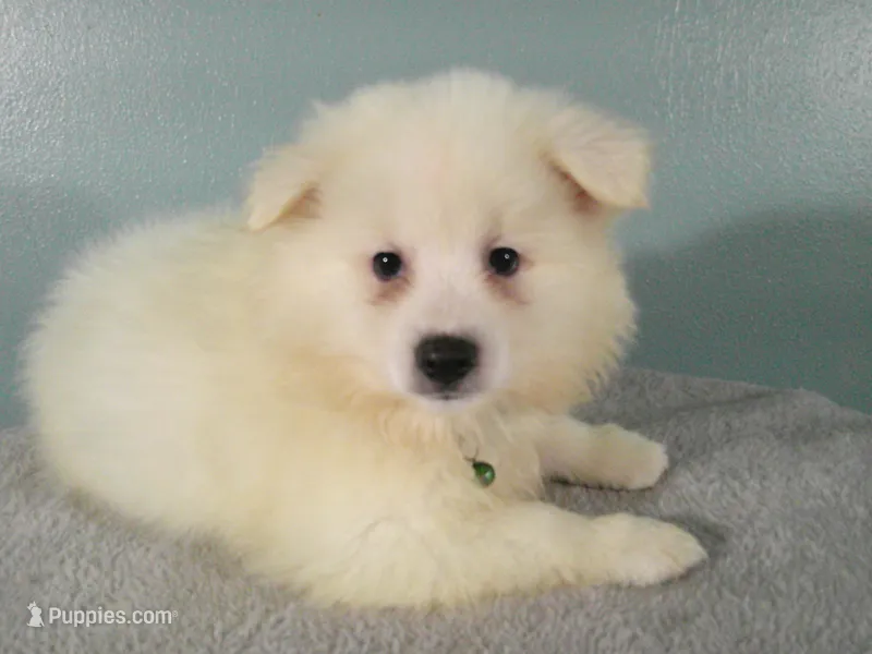 Green - L – American Eskimo puppy for sale in Anderson, SC