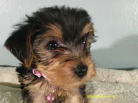 Scarlett-PINK, a female Yorkshire Terrier for sale in Anderson, SC – 2 of 8