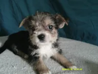 Liam, a male Pomeranian and Yorkshire Terrier for sale in Anderson, SC – 3 of 10