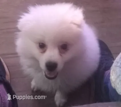 John - Black – American Eskimo puppy for sale in Anderson, SC