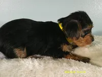 Sunshine-Yellow, a female Yorkshire Terrier for sale in Anderson, SC – 4 of 8