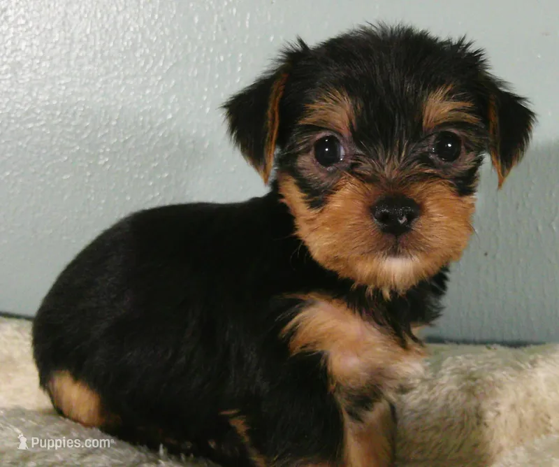 Maverick – Yorkshire Terrier puppy for sale in Anderson, SC