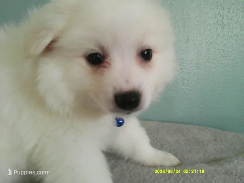 PS-Blue – American Eskimo puppy for sale in Anderson, SC