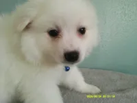 PS-Blue, a male American Eskimo for sale in Anderson, SC – 1 of 5
