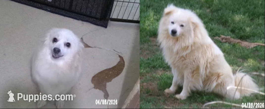 John - Black, a male American Eskimo for sale in Anderson, SC – Photo 10 of 10