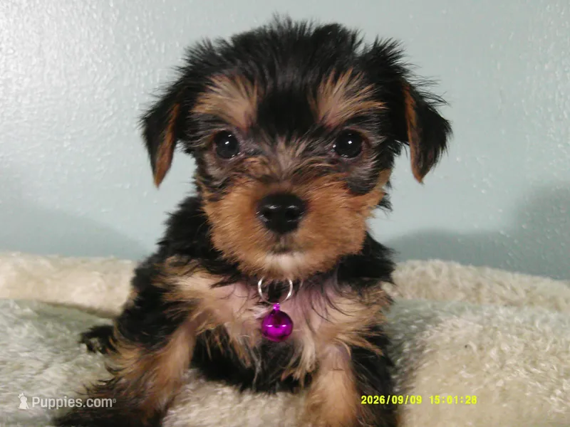 Willow-Purple – Yorkshire Terrier puppy for sale in Anderson, SC