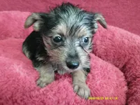 Emma, a female Pomeranian and Yorkshire Terrier for sale in Anderson, SC – 5 of 10