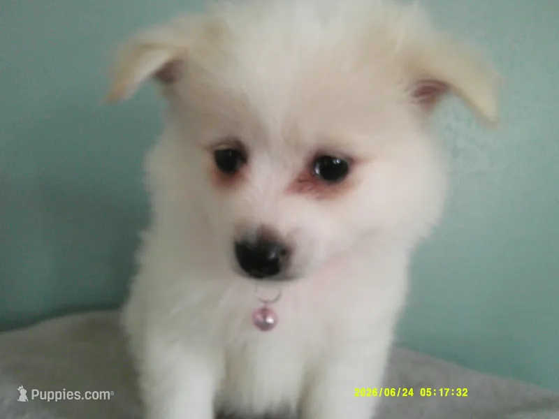 PS-Pink – American Eskimo puppy for sale in Anderson, SC