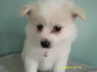 PS-Pink, a female American Eskimo for sale in Anderson, SC – 1 of 5