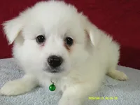 D-Green, a male American Eskimo for sale in Anderson, SC – 3 of 4
