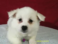 D-Purple, a female American Eskimo for sale in Anderson, SC – 3 of 4