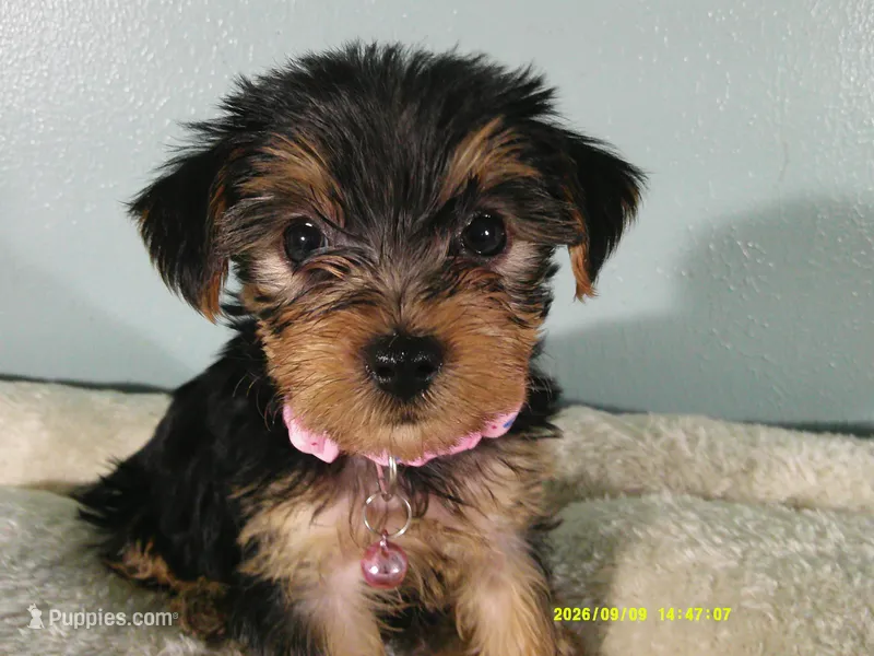 Scarlett-PINK – Yorkshire Terrier puppy for sale in Anderson, SC