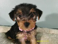 Scarlett-PINK, a female Yorkshire Terrier for sale in Anderson, SC – 1 of 8