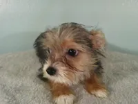 Liam BLACK, a male Pomeranian and Yorkshire Terrier for sale in Anderson, SC – 5 of 10
