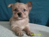 Charlotte, a female Pomeranian and Yorkshire Terrier for sale in Anderson, SC – 3 of 10