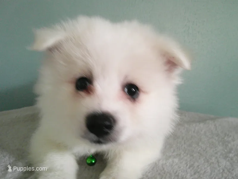 PS-Green – American Eskimo puppy for sale in Anderson, SC