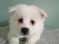 PS-Green, a male American Eskimo for sale in Anderson, SC – 1 of 5