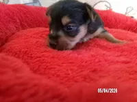 Mia, a female Pomeranian and Yorkshire Terrier for sale in Anderson, SC – Photo 2 of 4