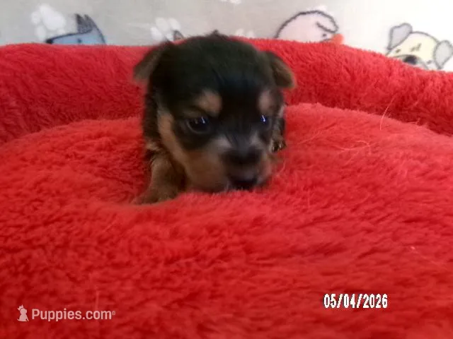 Mia, a female Pomeranian and Yorkshire Terrier for sale in Anderson, SC – Photo 1 of 4